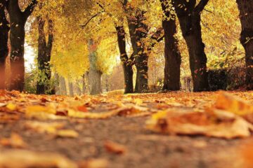 Herbstlaub in Leipzig liegen lassen