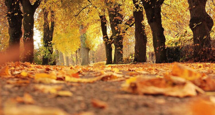 Herbstlaub in Leipzig liegen lassen