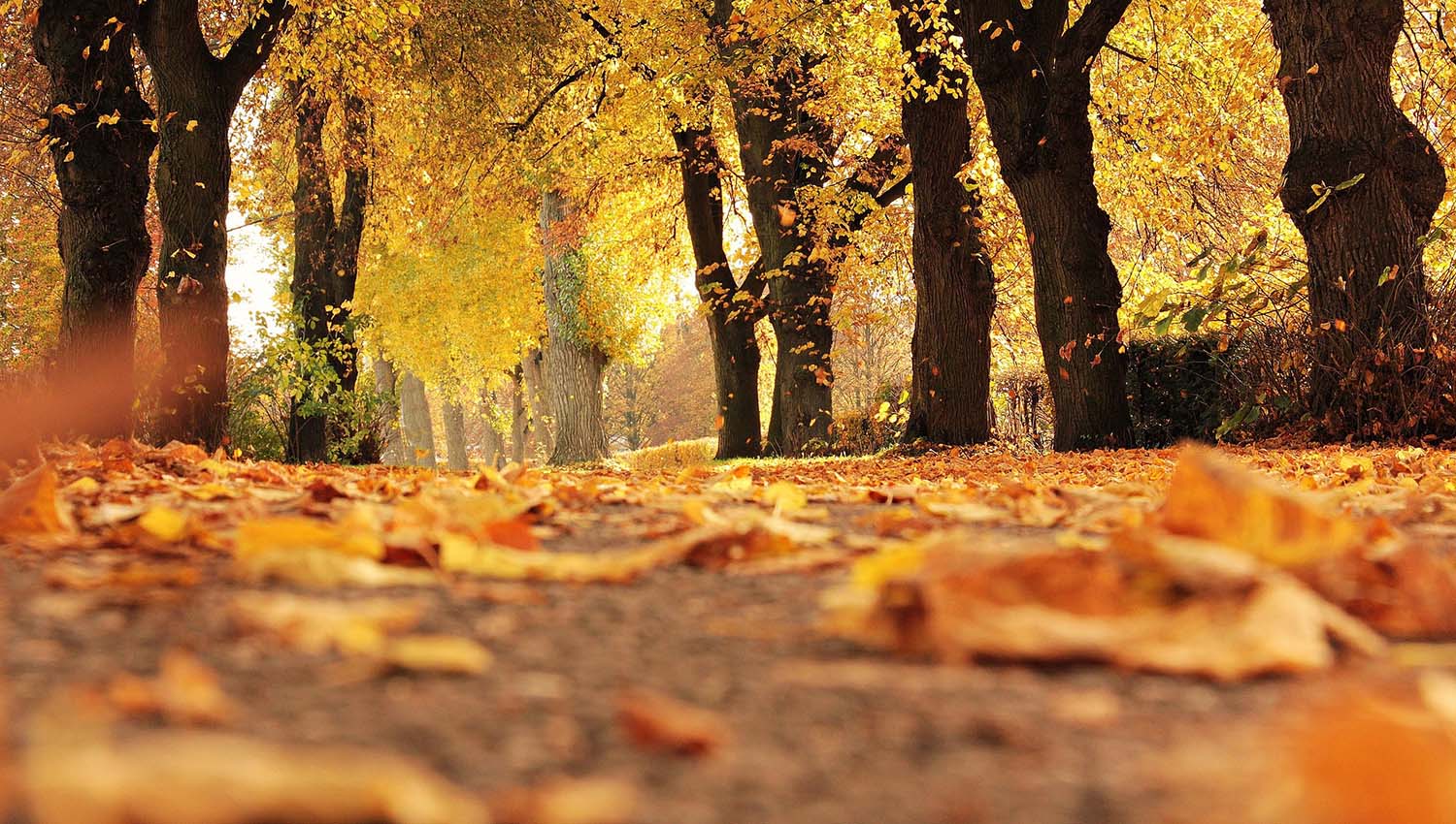 Herbstlaub in Leipzig liegen lassen