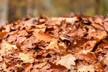 Herbstlaub kompostieren in Leipzig