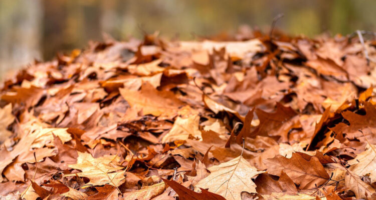 Herbstlaub kompostieren in Leipzig