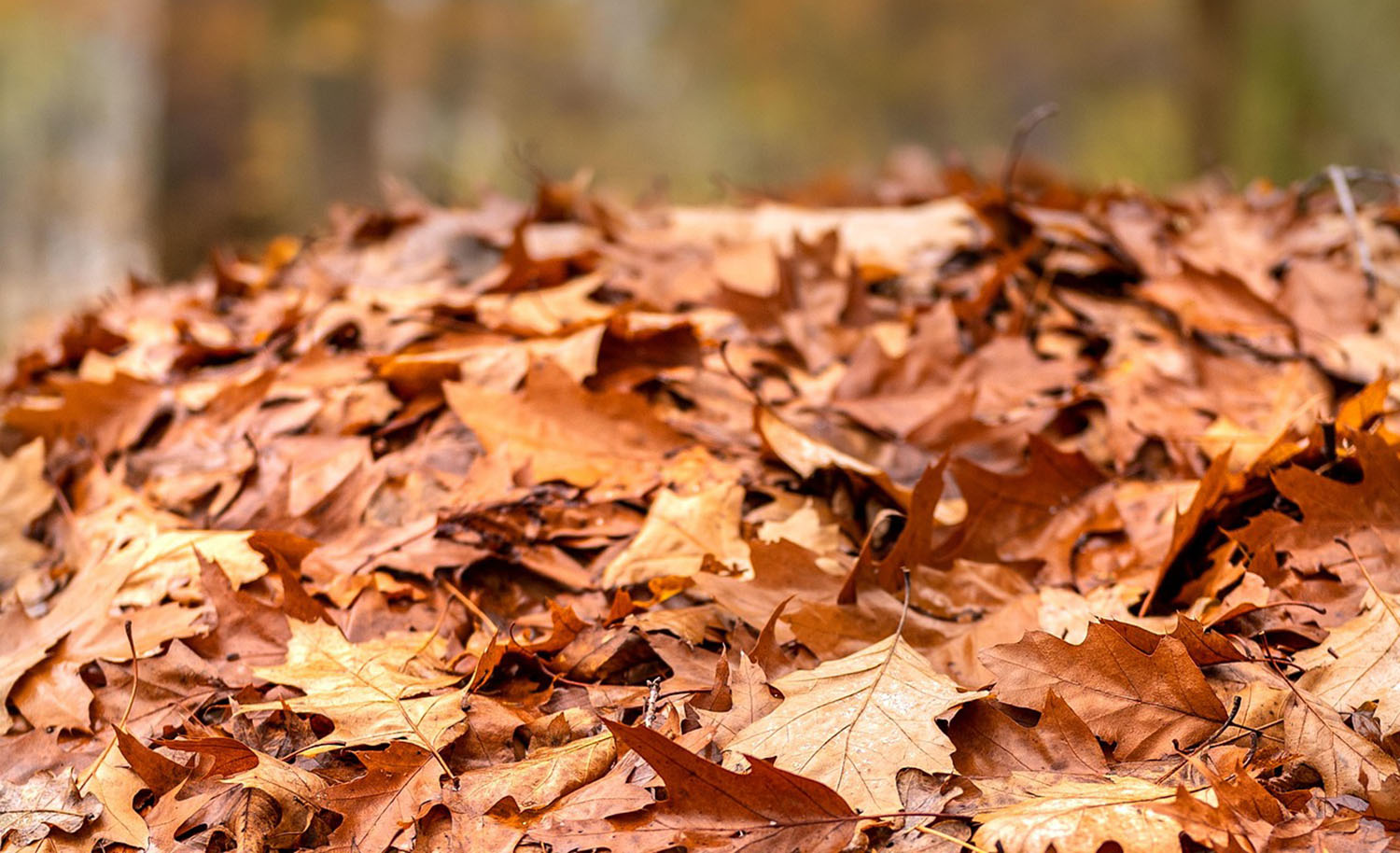 Herbstlaub kompostieren in Leipzig