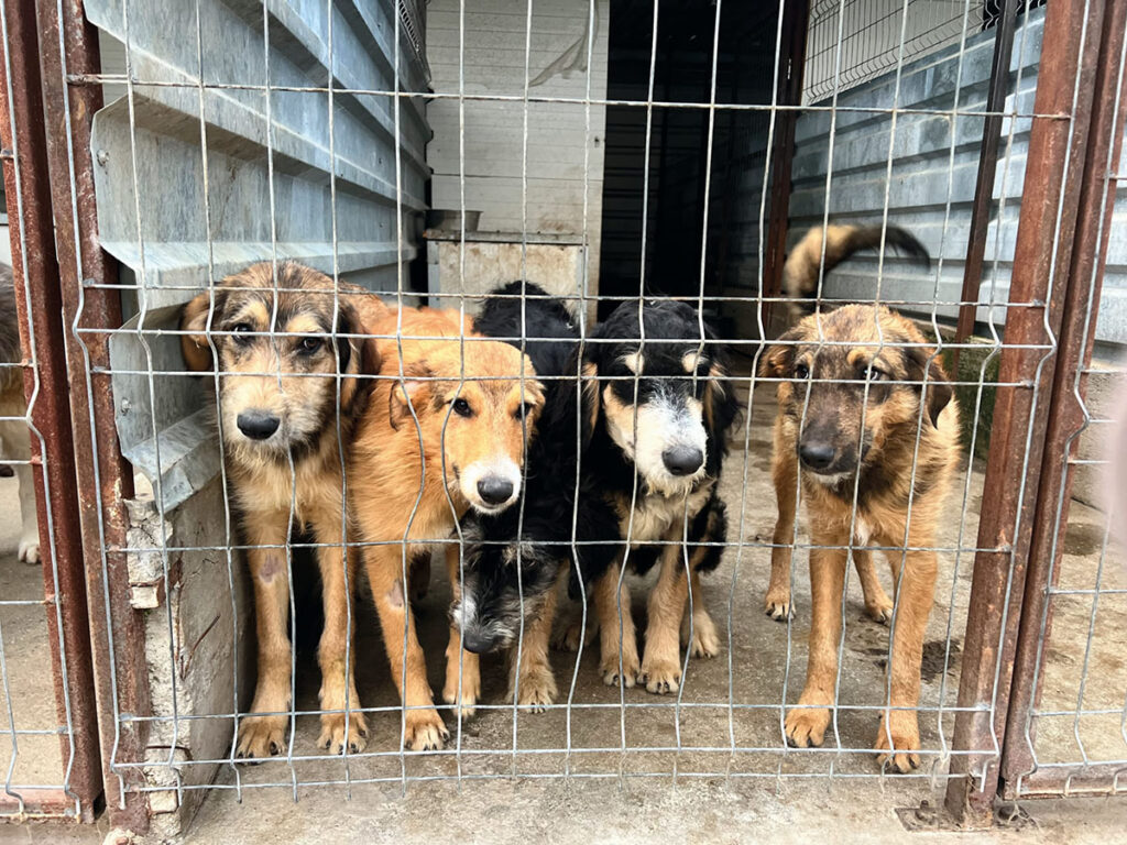 Tierschutz Rumänien